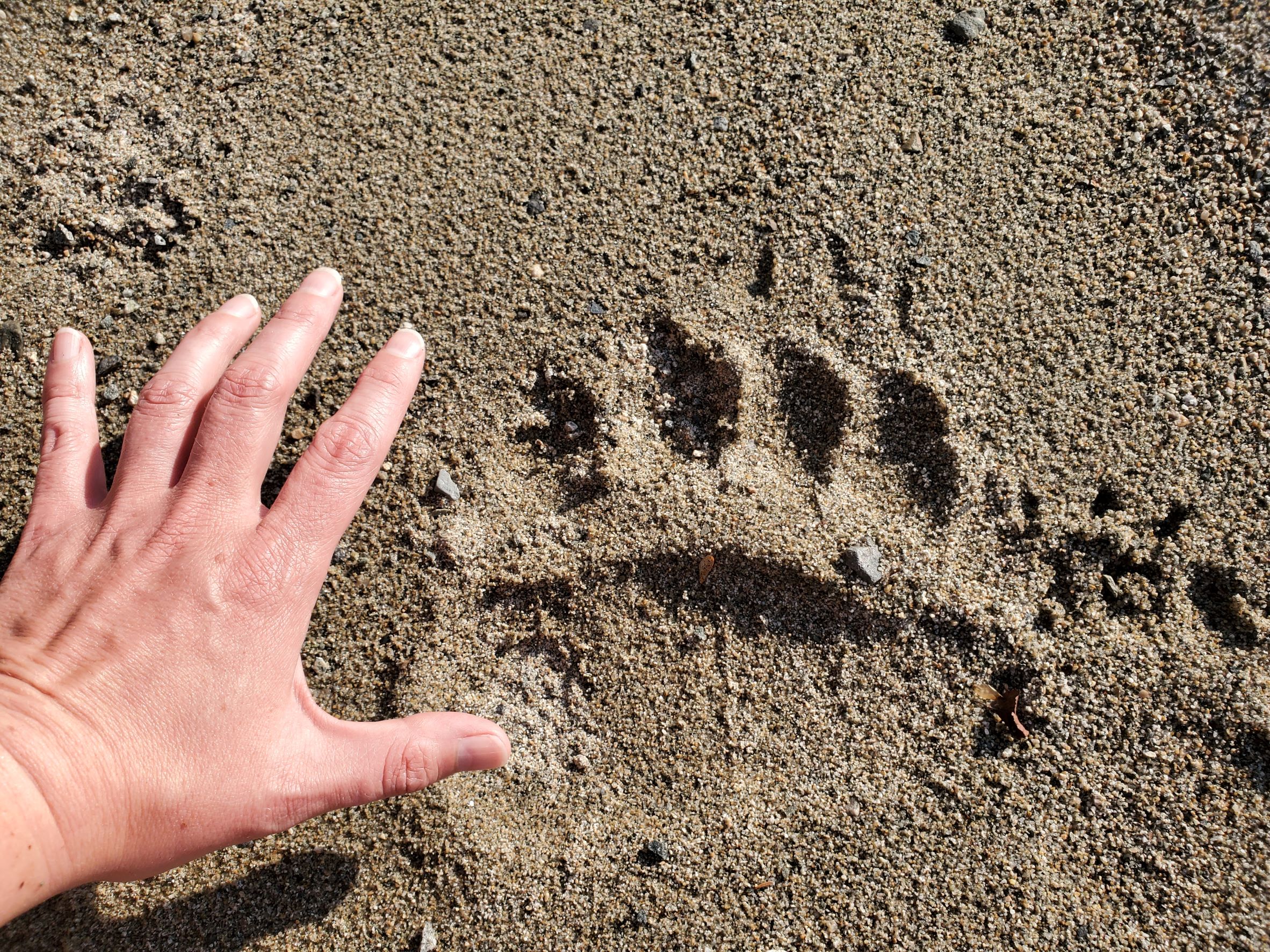 Little Lake Clark Bear Tracks at Little Lake Clark Bear Tracks at Little Lake Clark