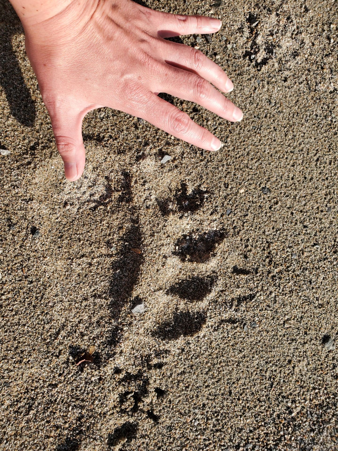 Bear Tracks at Little Lake Clark
