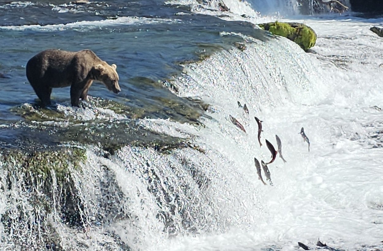 A brown bear watches salmon jumping at Brooks Falls in Katmai