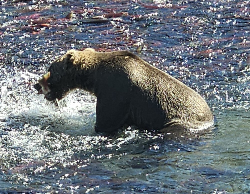 A brown bear sitting in the river at Katmai